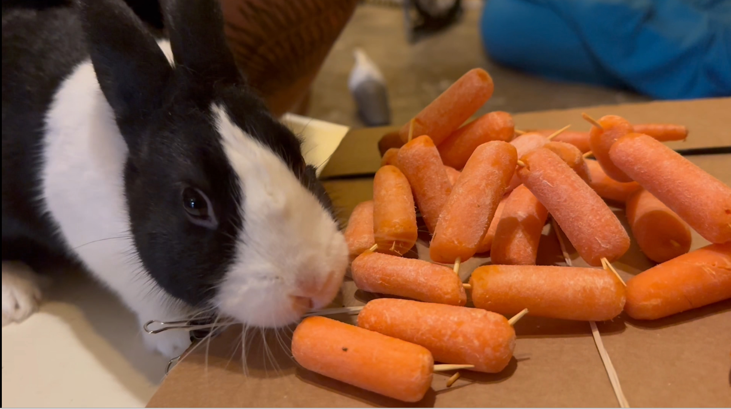 behind the scenes of making the bunny shake table video